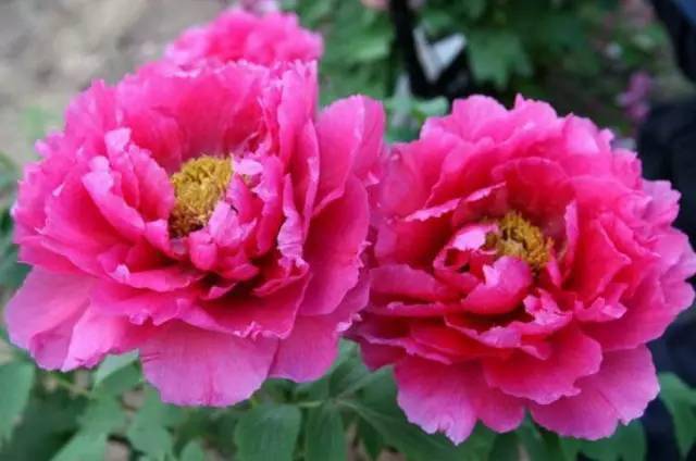 美丽漂亮夫妻花,成双成对!