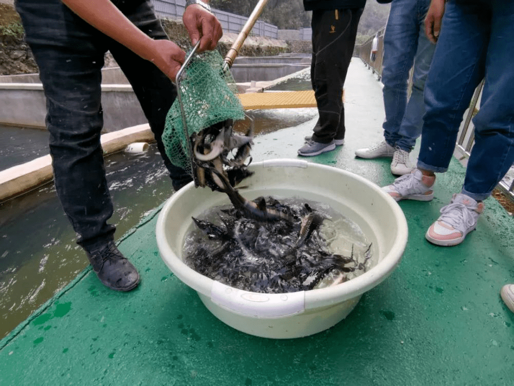 生态水养致富鱼冷水鱼养殖助力村民增收