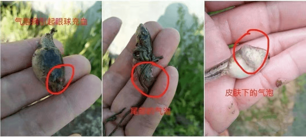 气泡病影响牛蛙前期成活率的主要疾病如何防治避免损失
