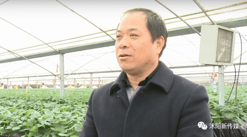 吃货们看过来沭阳茆圩乡空中草莓成熟了啦