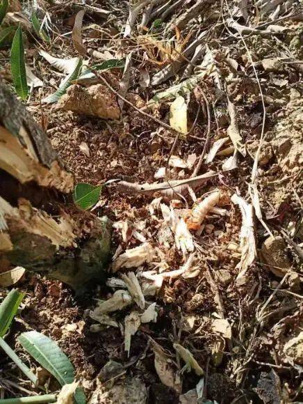 芒果树上有这种虫怎么处理才能即杀虫又能保住树不死