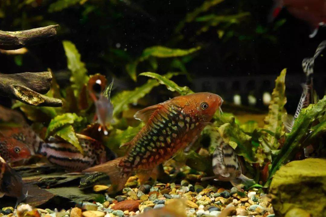 拉氏細脂鯉aphyocharax rathbuni↓ 花頰隱帶麗魚apistogramma com