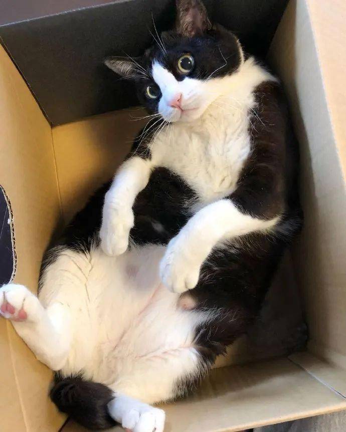 一只憨憨傻傻的奶牛猫,太可爱了!_via