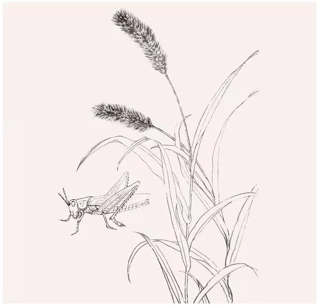 分步骤讲解蝗虫工笔画的画法
