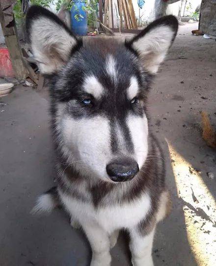 哈士奇作死挑衅马蜂,结果整颗狗头都废了,笑到胃疼!