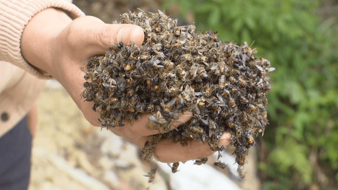 大量蜜蜂离奇死亡普宁这家养殖户快急哭了