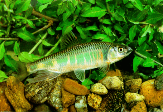 水中精灵宽鳍鱲让你发现原生鱼之美