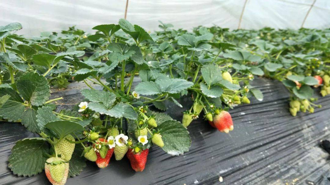 西营镇蔓营村的草莓熟啦约起来