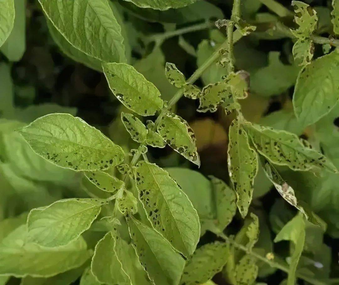 缺硼:会导致生长点受抑制,叶片变厚,变脆,皱折,叶脉木栓化,根系粗根毛