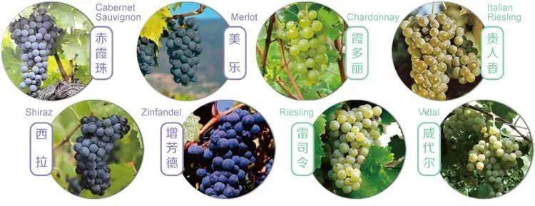单一品种和混酿葡萄酒最大的区别竟然是