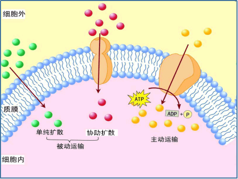 主动运输动画图图片