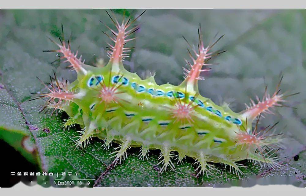 洋辣子,刺蛾的幼虫,幼虫体色鲜艳带毒刺,羽化后的成蛾却无毒_若虫