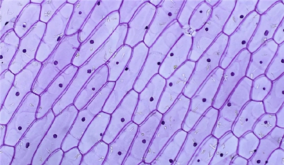 紫色洋葱鳞片叶图片