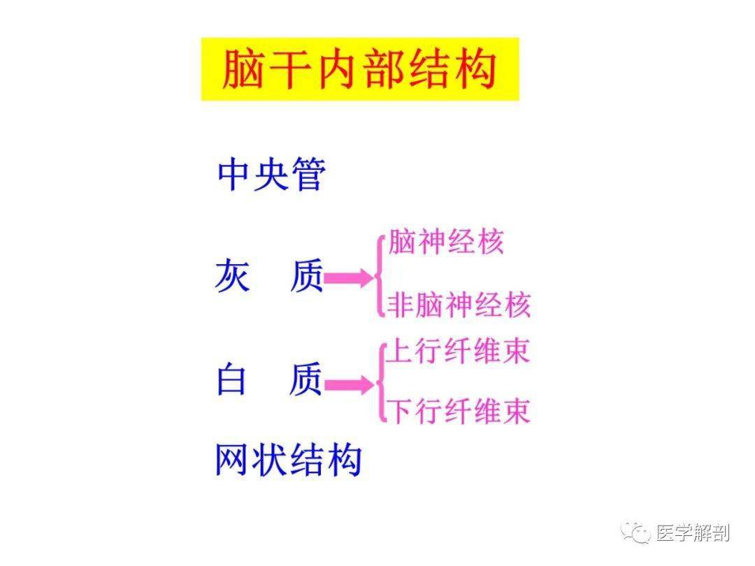 脑干内部超详细结构不要错过