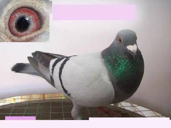 詹森鸽的羽色秘密!