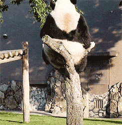 熊猫爬表情包图片