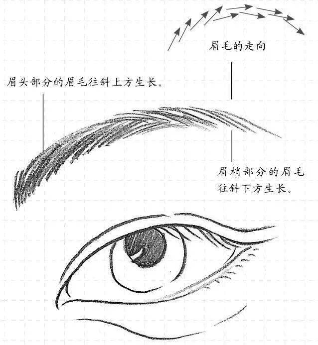侧面眼睛仰视眼睛俯视眼睛斜视眼睛闭着的眼睛眼睛的素描画法:眼睛的