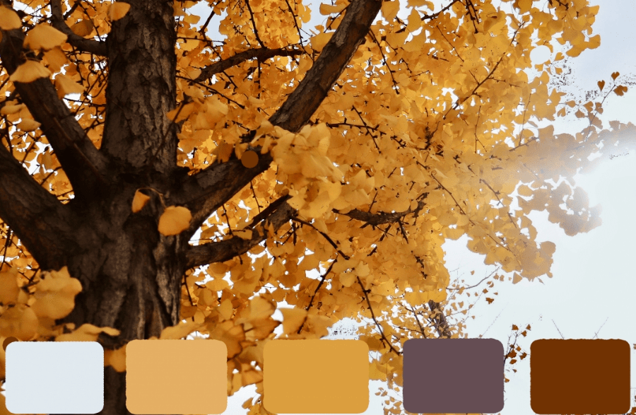 秋日色卡银为有你三生有杏