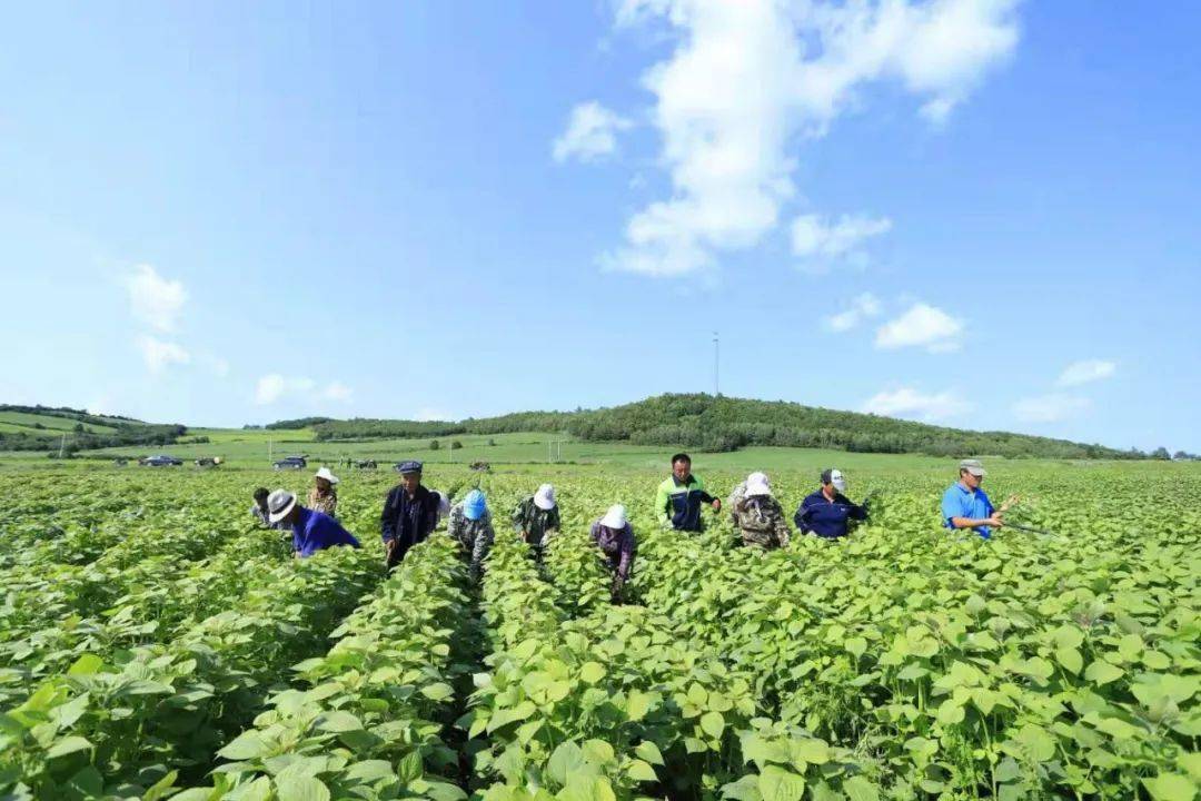 龙头企业 基地 贫困户 鄂伦春旗紫苏产业扶贫辟新径_种植