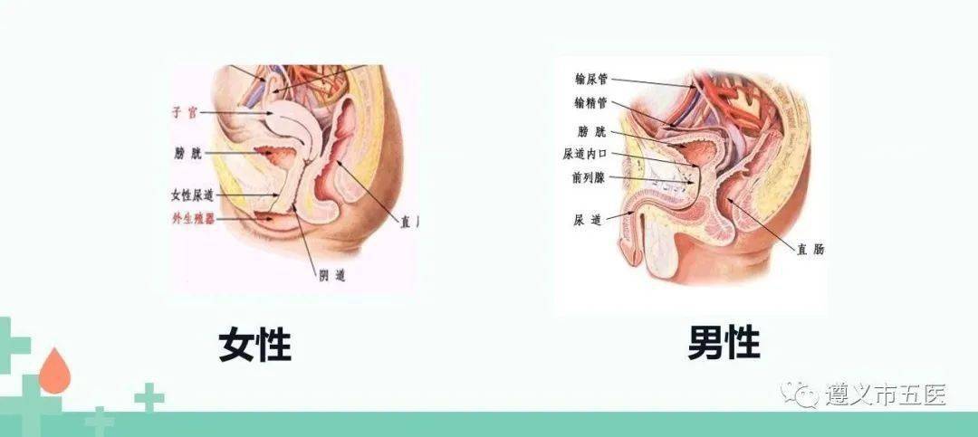 女性从尿道口排尿图片