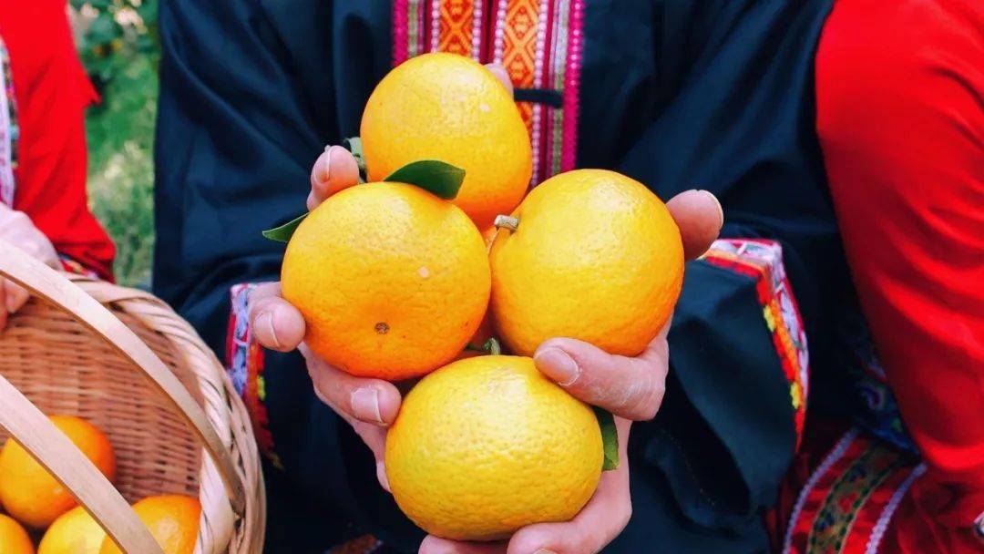 长寿钟山清甜贡柑钟山贡柑又获丰收农户种柑有钱途