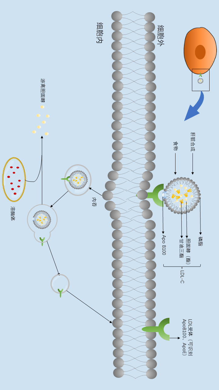 一圖讀懂低密度脂蛋白膽固醇的代謝途徑