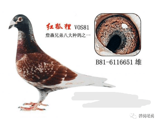 邻近阿连栋克的小镇雷佛斯,同属于德霍特联合会,也是唯一能打败詹森