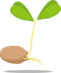 校园圈丨95种小种子在幼儿园博物馆安家了～_手机搜狐网