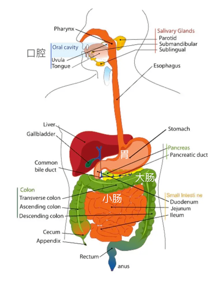 吃不胖的奥秘就藏在人体大工厂里