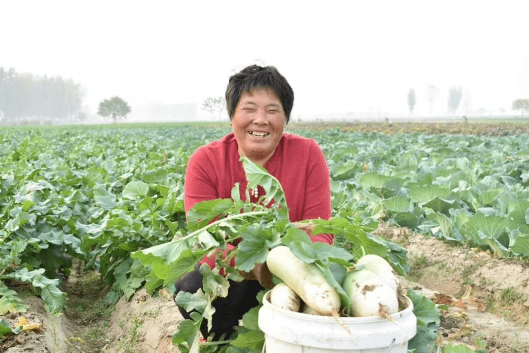 孙营乡村民正拉着一车花菜赶往集市开封市通许县孙营乡农民丰收的笑脸