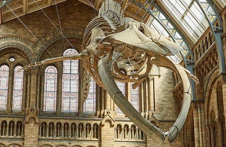 云游学丨追溯生物起源 感受百态万物 自然历史博物馆_蓝鲸