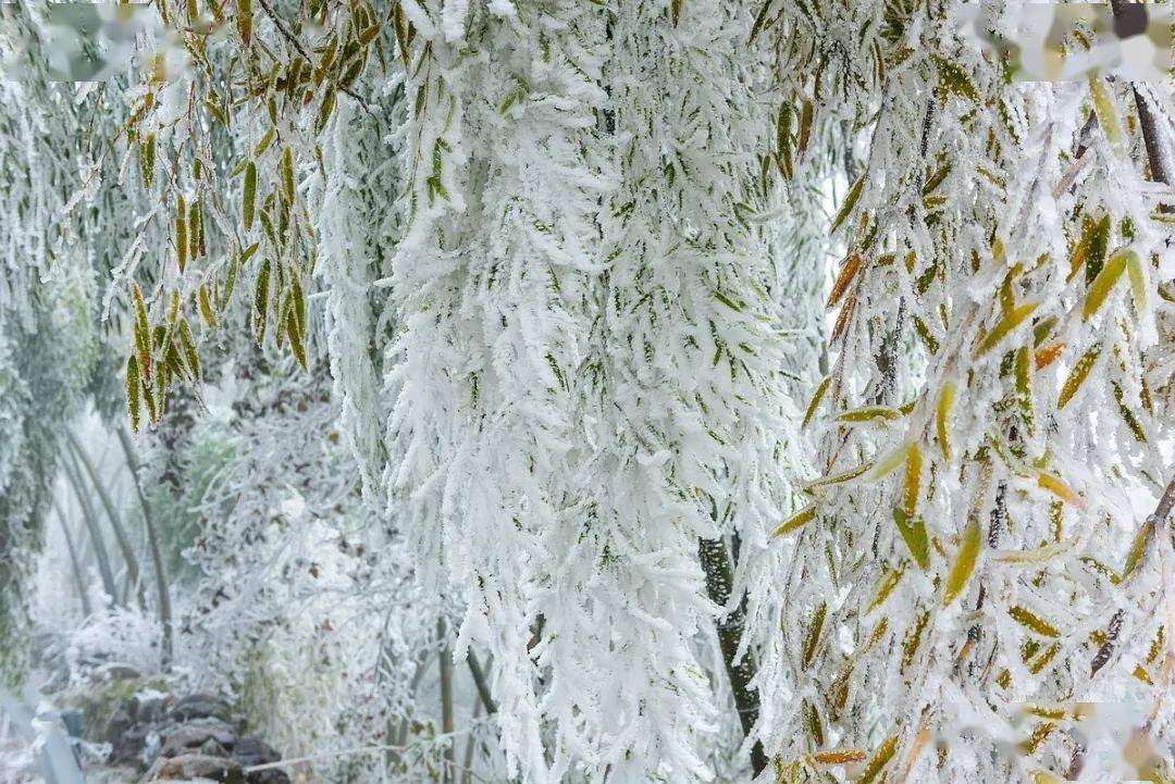 这里的冰挂雾凇美得实在不像话路途不远关键还免费