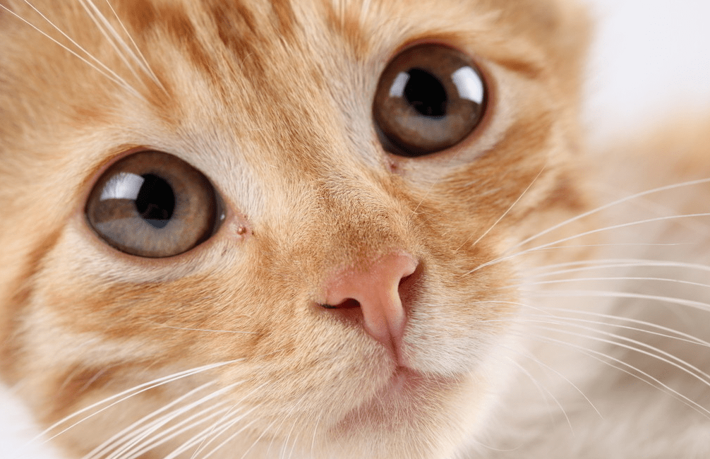 猫开心的3种样子,猫会追着你一起移动!