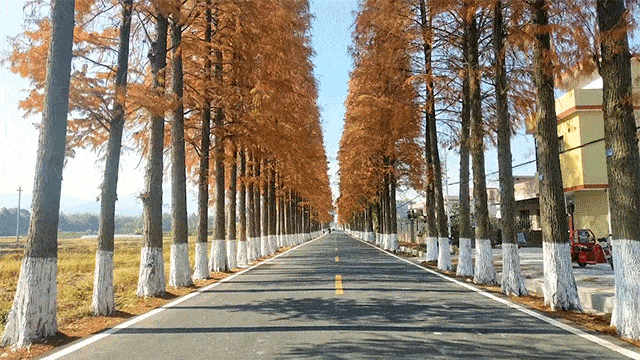 如果说夏天的落羽杉林能为这条公路上的车辆和行人遮蔽阳光,那么秋冬