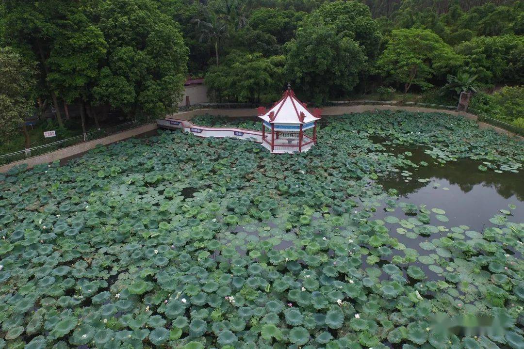 高明森林公园真实图片图片