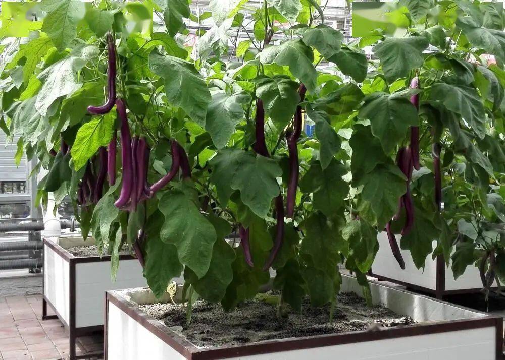 盆栽茄子有舍才有得留1根侧枝便能获得大丰收