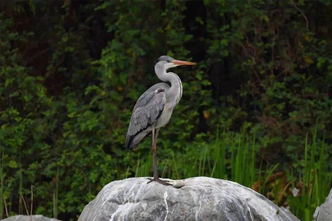 趣看自然吴城候鸟小镇首次公益观鸟小课堂预约通道已开启