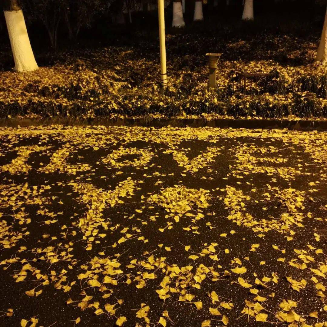 正是理工好风景落花时节又逢君