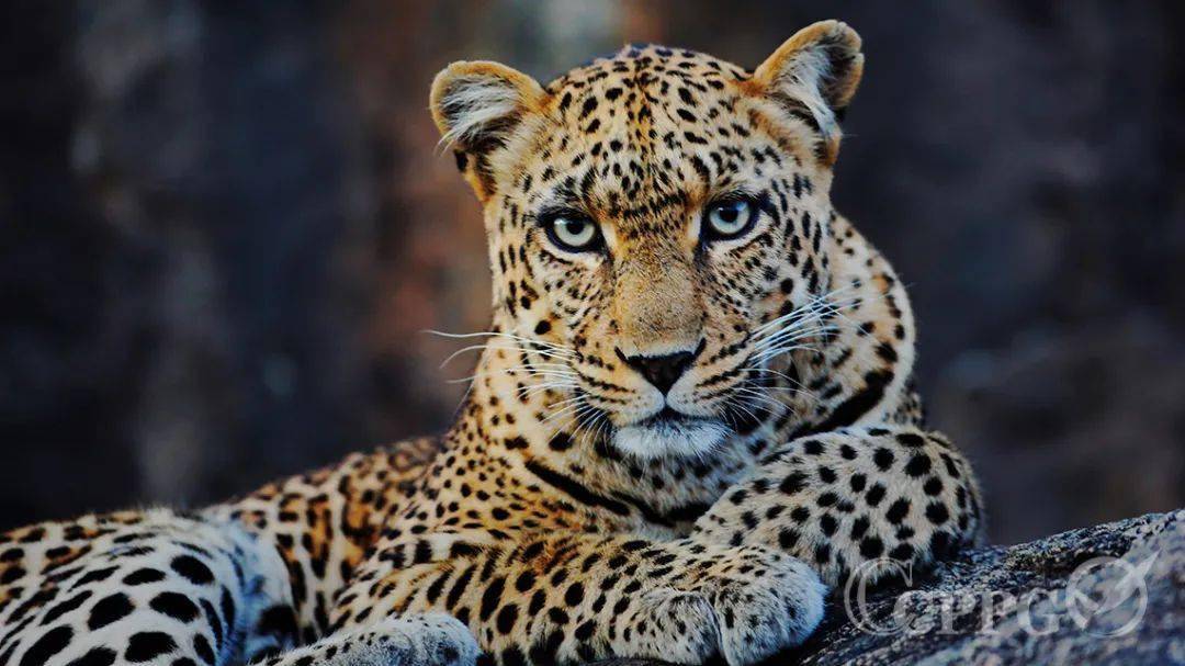 e线科普一起探寻大自然的奥秘吧本周野生动物科普主角花豹