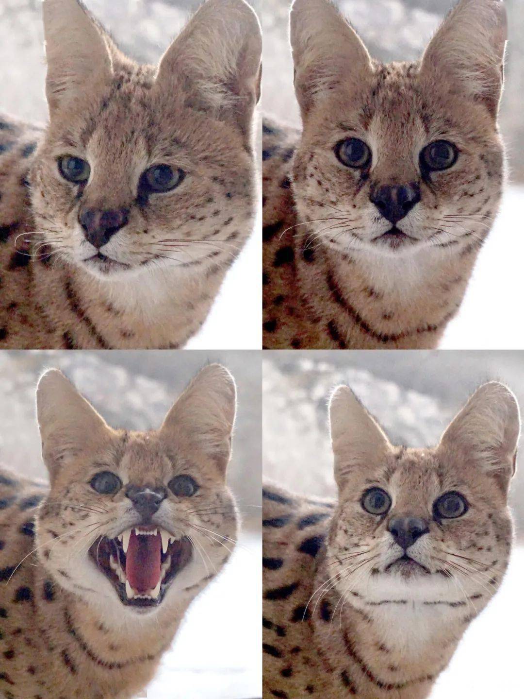 薮猫人称小猎豹却不干猛兽该干的事儿