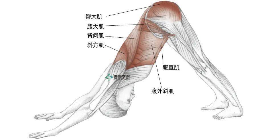 腰部肌肉分解图图片