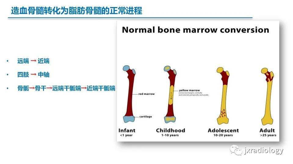 黄骨髓红骨髓图片