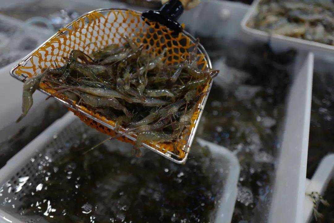 【海错图爱情笔记】小河虾带了籽,你要不要负责?