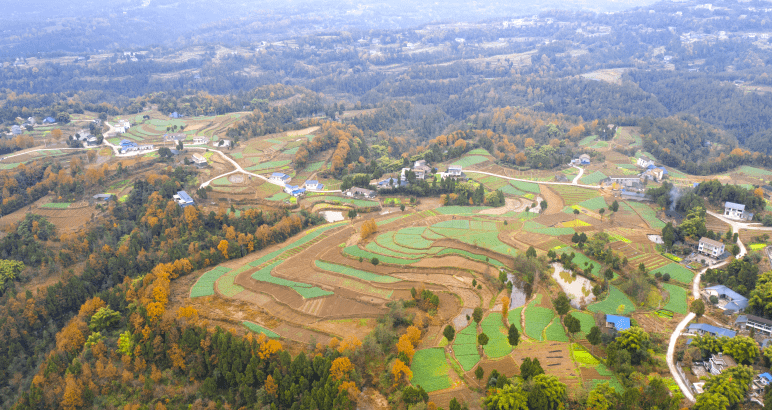 2020年12月,阆中市千佛镇龙吟山村栽种小麦,油菜,萝卜等蔬菜的层层