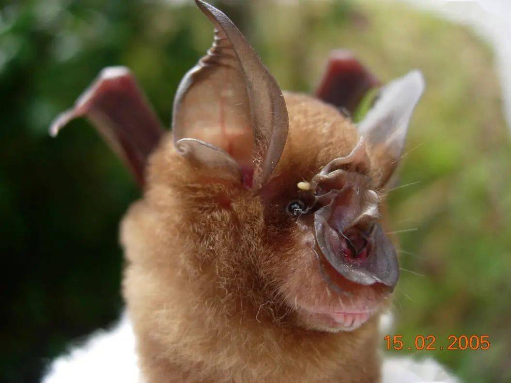 中国蝙蝠种类及分布图片
