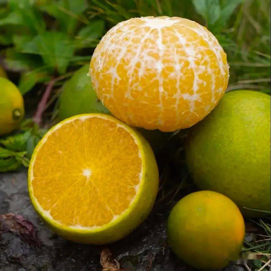 如果钟山的特产也有朋友圈,谁会c位出道呢?