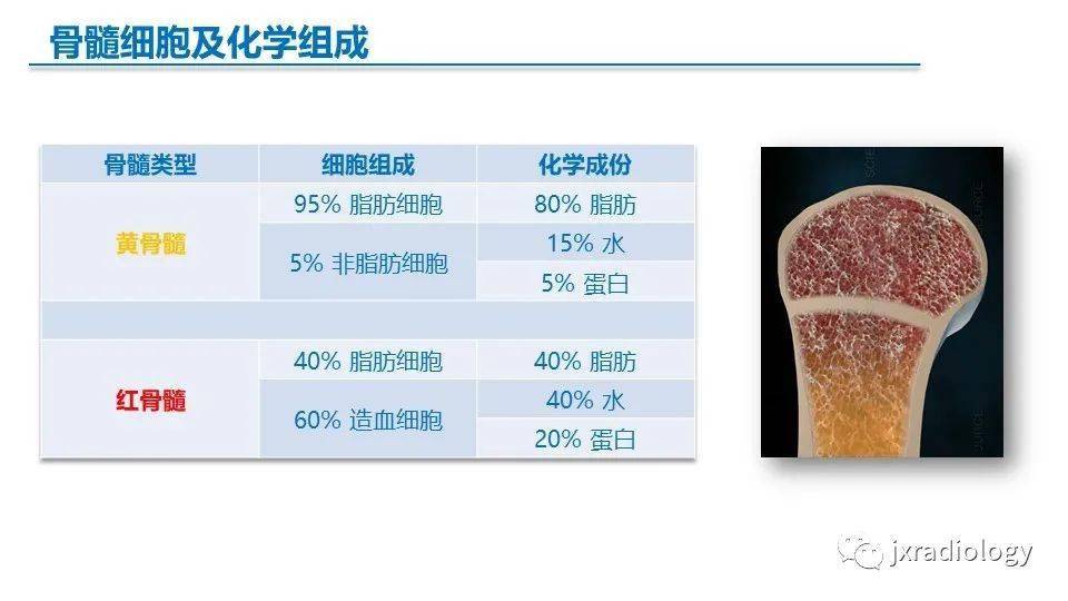 黄骨髓红骨髓图片