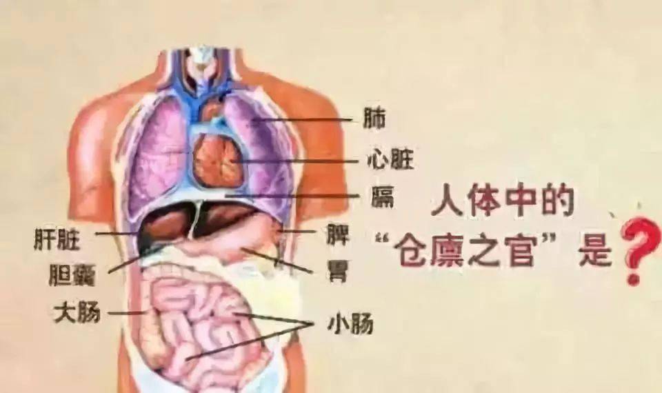 脾在身体的哪个部位图片