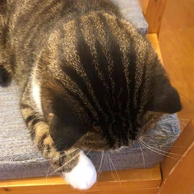 这里有30张可盘可捏的猫咪后脑勺头像