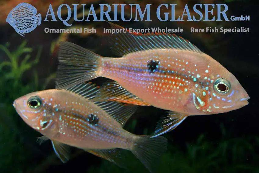 中南美洲慈鲷图鉴合集centralsouthamericancichlid